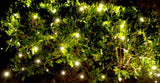 5mm warm white LED net lights 100ct. bulbs 4'x6'